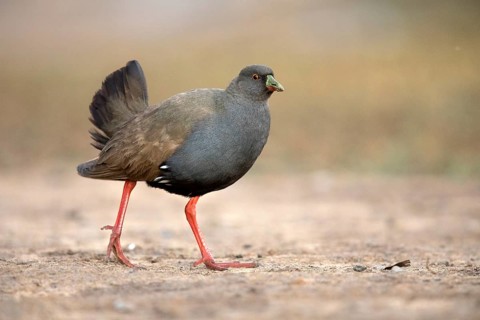 Black-tailed Nativehen (Tribonyx ventralis), Queensland, Australia