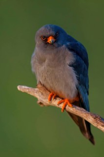 Red-footed Falcon, (Falco vespertinu), perching station, falcon family, Tower Hide, Tiszaalpár,