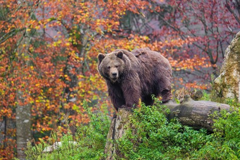 An adult female Eurasian brown bear (Ursus arctos arctos) stands among rotting, fallen trees on a