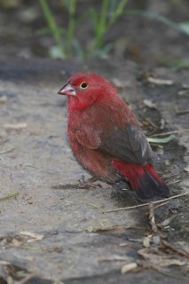 Red-billed Firefinch (Lagonosticta senegala) male, Lake Baringo, Kenya