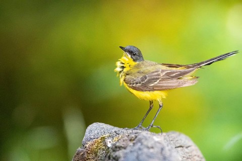 Western yellow wagtail (Motacilla flava) Hungary