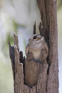 Australian Owlet-nightjar (Aegotheles cristatus), Queensland, Australia