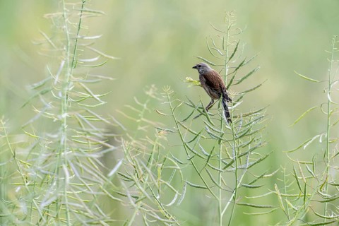 Linnet (Linaria cannabina), Emsland, Lower Saxony, Germany