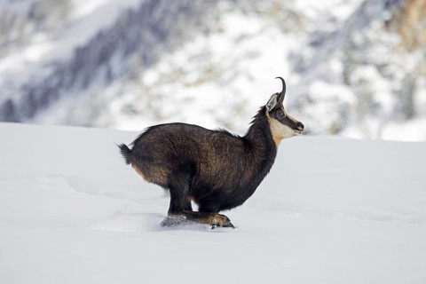 Alpine chamois (Rupicapra rupicapra) female in dark winter coat running down snow covered mountain