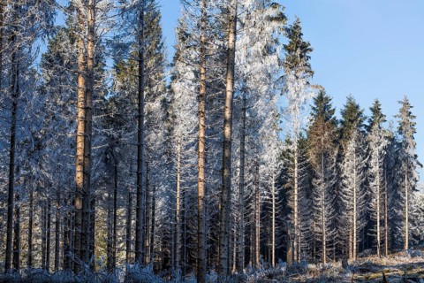 Hoarfrost at a spruce forest