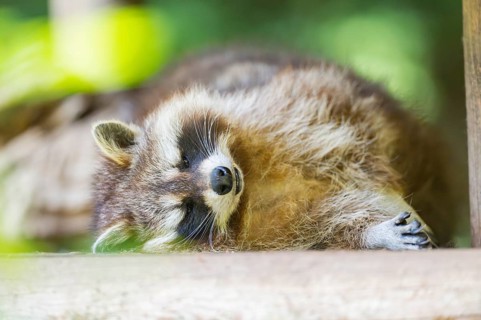 Common raccoon (Procyon lotor) lying on the ground, Bavaria, Germany
