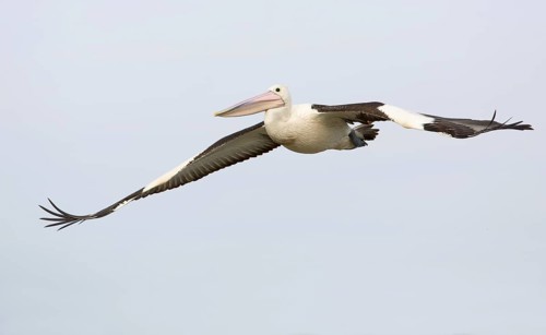 Australian Pelican (Pelecanus conspicillatus) flying, Victoria, Australia