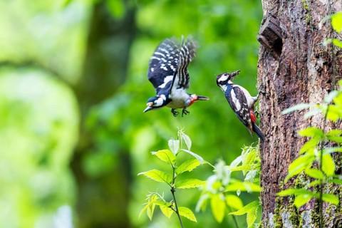 Great spotted woodpecker (Dendrocopos major), departing male, female with insects in her beak at