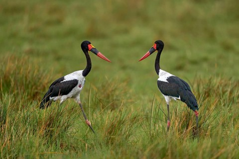 Okavango delta bird flight. Saddle-billed stork, or saddlebill, in nature habitat. Bird in the