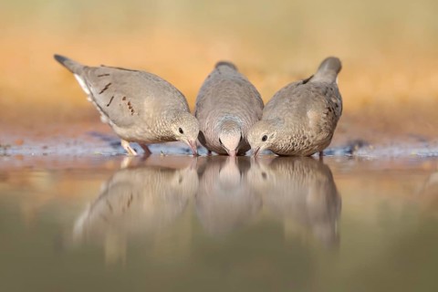 Common Ground Dove (Columbina passerina) group at a waterhole, Texas, USA