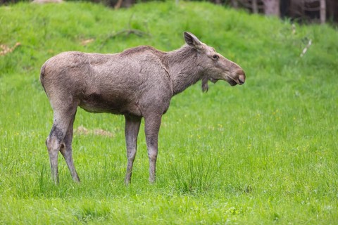 Moose (Alces alces) cow with trees and green grass around