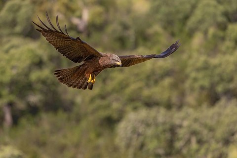 Black Kite (Milvus migrans), in flight, Extremadura, Spain