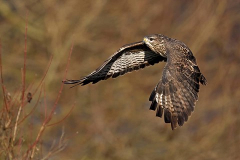 Common buzzard (Buteo buteo), in flight, Switzerland