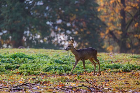 A female roe deer (Capreolus capreolus) stands in a meadow at sunrise. The trees around show fall