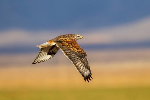 Ferruginous Hawk Buteo regalis Sulphur Springs Valley, south of Willcox, Arizona, USA 9 January