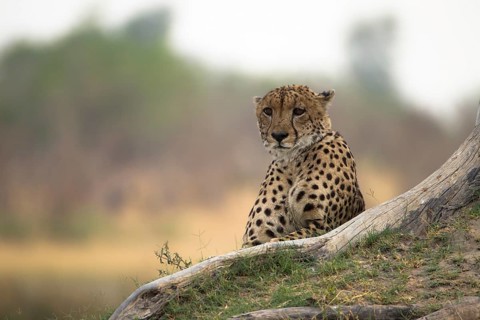 Cheetah (Acinonyx jubatus) rests on the roots of a tree, waiting to hunt, Botswana