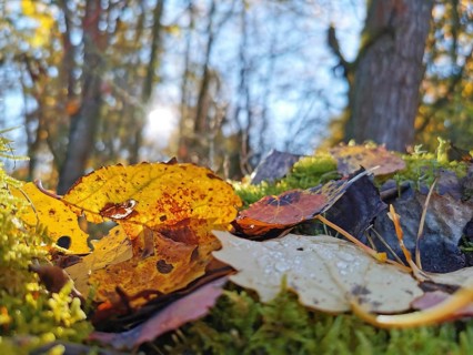 Close-up view of colorful autumn leaves on forest floor with moss and translucent light in the