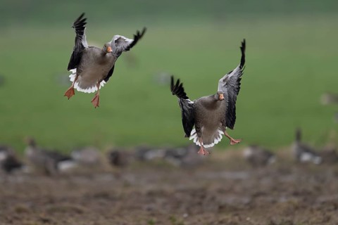 Greylag goose (Anser anser), Texel, Netherlands