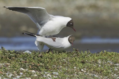 Black-headed Gull (Chroicocephalus ridibundus) pair mating, Texel, Netherlands