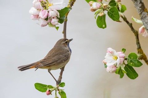 Bluethroat (Luscinia svecica cyanecula) ml Germany