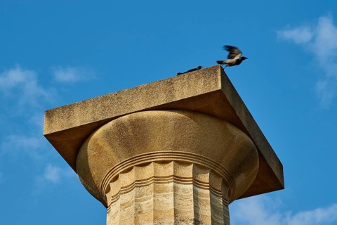 Temple of Zeus, bird launching from the capital of an ancient column into the blue sky,