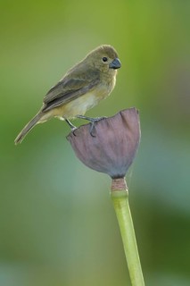 Wing-barred Seedeater (Sporophila americana) perched on a branch in the rainforest of Guyana