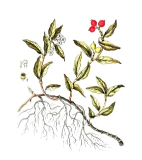 Ronabea emetica, syn. Psychotria emetica, plant species in the reddish family, digital reproduction