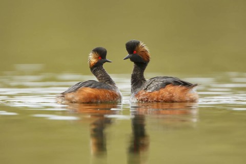 Black-necked Grebe (Podiceps nigricollis) pair, Utrecht, Netherlands