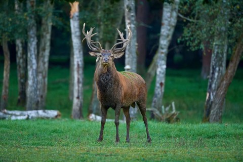 Red deer (Cervus elaphus), with imposing antlers standing in a forest clearing, surrounded by birch