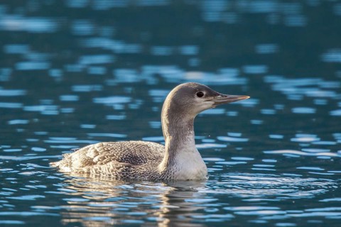 Red-throated Loon (Gavia stellata), Carinthia, Austria