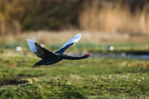 Black Swan, Cygnus atratus, bird in flight over winter marshes
