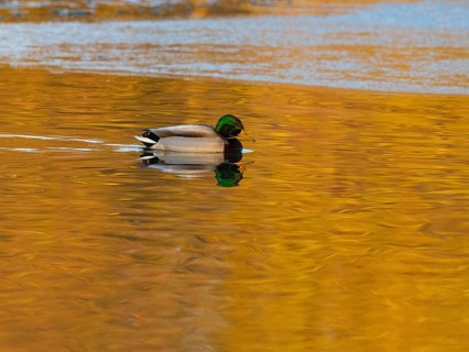 Mallard (Anas platyrhynchos), male duck swimming across a partially frozen lake in winter, in late