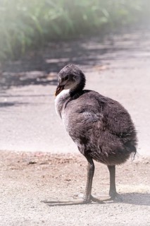 Eurasian Coot chicks (Fulica atra) standing on a path, profile view, close-up, blades of grass on