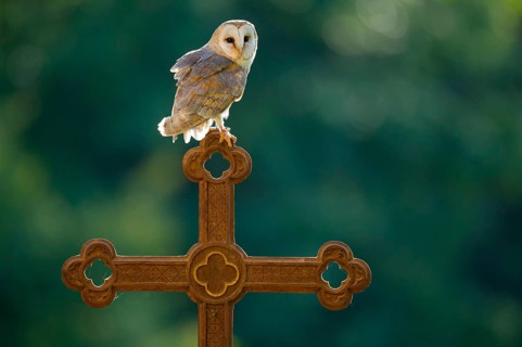 Barn owl (Tyto alba) sitting on a cross, Gerolstein, Rhineland-Palatinate, Germany