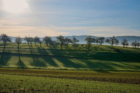 A peaceful landscape with trees whose shadows fall into the green meadow, Schmachtenberg,