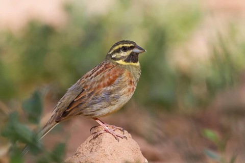 Cirl Bunting - Zaunammer - Emberiza cirlus, Morocco, adult male
