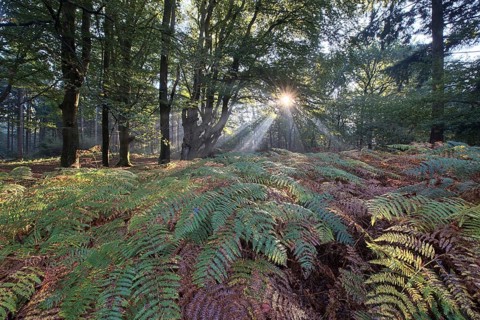 Bracken fern (Pteridium aquilinum) in a light-flooded beech forest (Fagus sylvatica), Emsland,