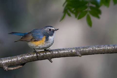 Orange-flanked Bluetail - Blauschwanz - Tarsiger cyanurus, Kazakhstan, male