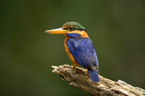 Rufous-collared Kingfisher (Actenoides concretus) male perched on a branch, Pahang, Malaysia
