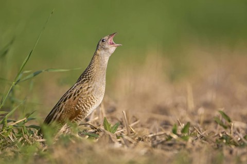 Corn Crake (Crex crex) calling, Saxony-Anhalt, Germany