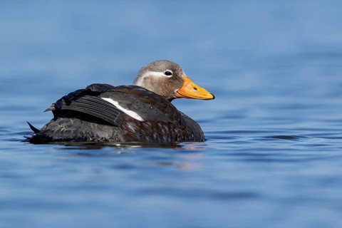 Flying Steamer Duck (Tachyeres patachonicus) swimming on a small pond in the Falkland Islands