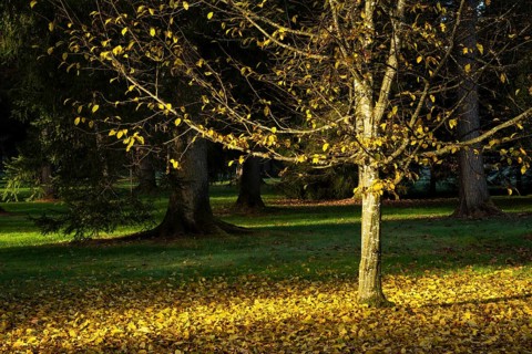A small tree in autumn, most of its yellow leaves lying on the ground. Other trees in the