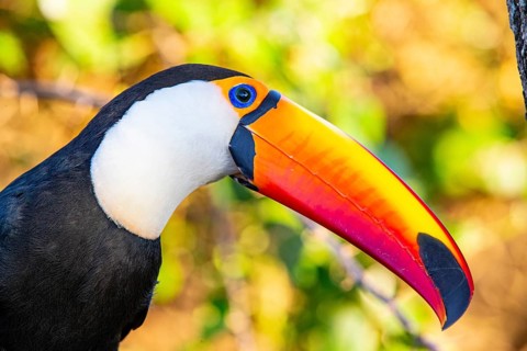 Giant toucan (Ramphastos toco) Pantanal Brazil