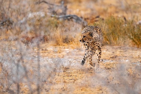 Cheetah (Acinonyx jubatus) runs in dry savanna, Etosha National Park, Namibia