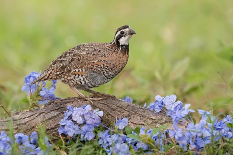 Northern Bobwhite (Colinus virginianus) male perched on a log, Texas, USA