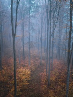 Misty forest scene with autumn leaves and tall trunks, Gechingen, Black Forest, Germany