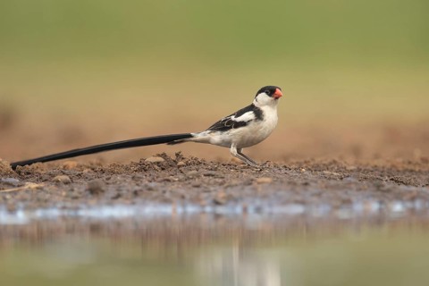 Pin-tailed Whydah (Vidua macroura) male, South Africa