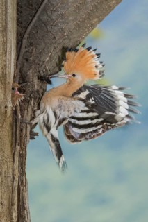 Eurasian Hoopoe (Upupa epops) feeding chick in nest hole, Aosta Valley, Italy