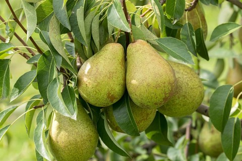 Pear (Pyrus communis 'Herzogin Elsa'), Bundessorteamt, Germany