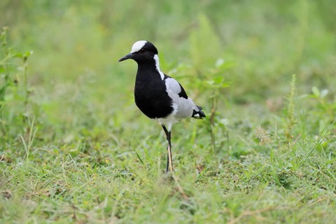 Black-headed Lapwing (Vanellus armatus), adult, vigilant, foraging, Pilanesberg National Park,